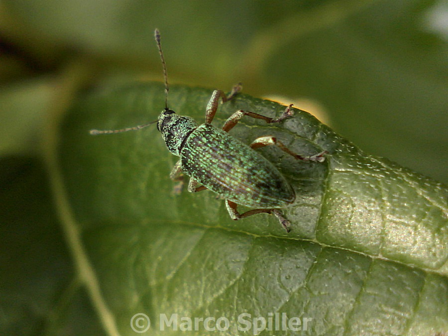 Polydrusus o Phyllobius ???